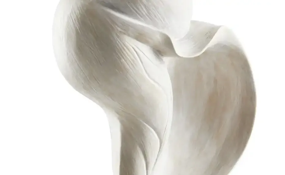 HOME STORY Deko  Muschel | Möbel Höffner