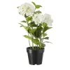 Hortensie getopft | Weiß | Möbel Höffner