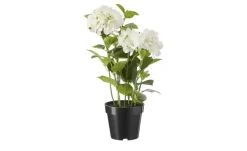 Hortensie getopft | Weiß | Möbel Höffner