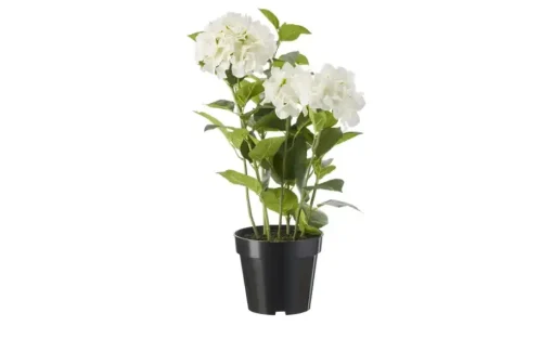 Hortensie getopft | Weiß | Möbel Höffner
