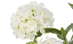 Hortensie getopft | Weiß | Möbel Höffner
