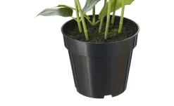 Hortensie getopft | Weiß | Möbel Höffner