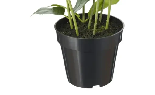 Hortensie getopft | Weiß | Möbel Höffner