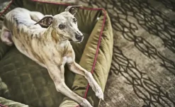 LABONI Hundebett Samt Classic | M | Möbel Höffner