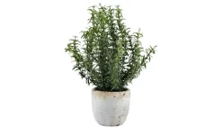 Rosmarin getopft | Möbel Höffner