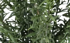 Rosmarin getopft | Möbel Höffner