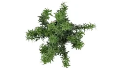 Rosmarin getopft | Möbel Höffner