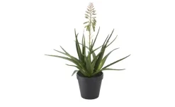 Sukkulente getopft | Möbel Höffner