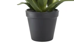 Sukkulente getopft | Möbel Höffner