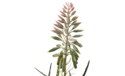 Sukkulente getopft | Möbel Höffner