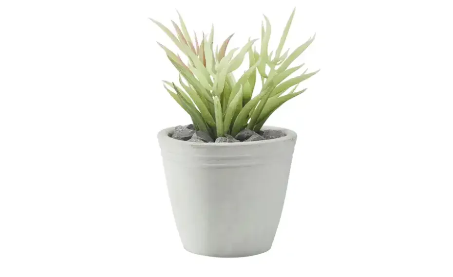 Sukkulente im Zementtopf | 15 cm | Möbel Höffner