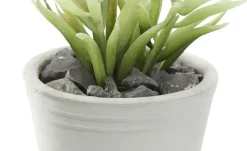 Sukkulente im Zementtopf | 15 cm | Möbel Höffner